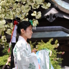 鬱金桜と舞姫