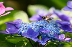 ハナバチ　紫陽花に舞う