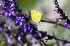 花から花へ２　　キタキチョウ