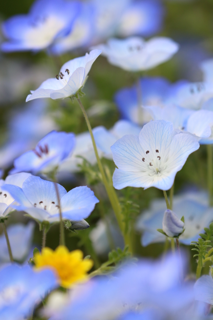 ネモフィラの花園