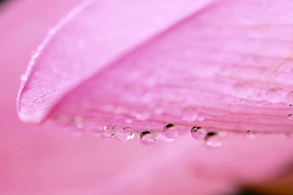 雨の贈り物