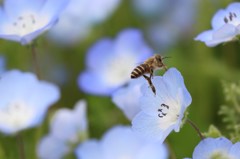 ミツバチ　花を蹴って