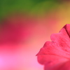 colorful　 ペチュニア