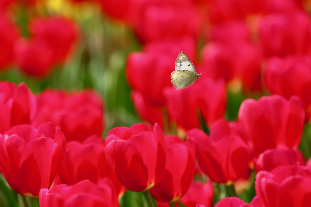 咲いた♪ 咲いた♪ チューリップの花が♪