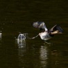 師走 〜 カイツブリも走る！