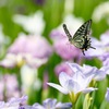 花菖蒲にフワリ　６