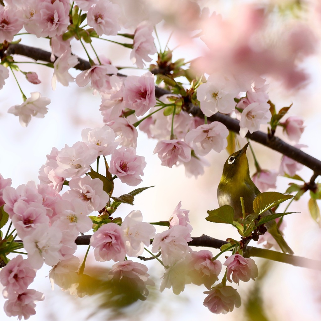 桜の花に満たされて