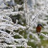 雪柳が迎えたもの