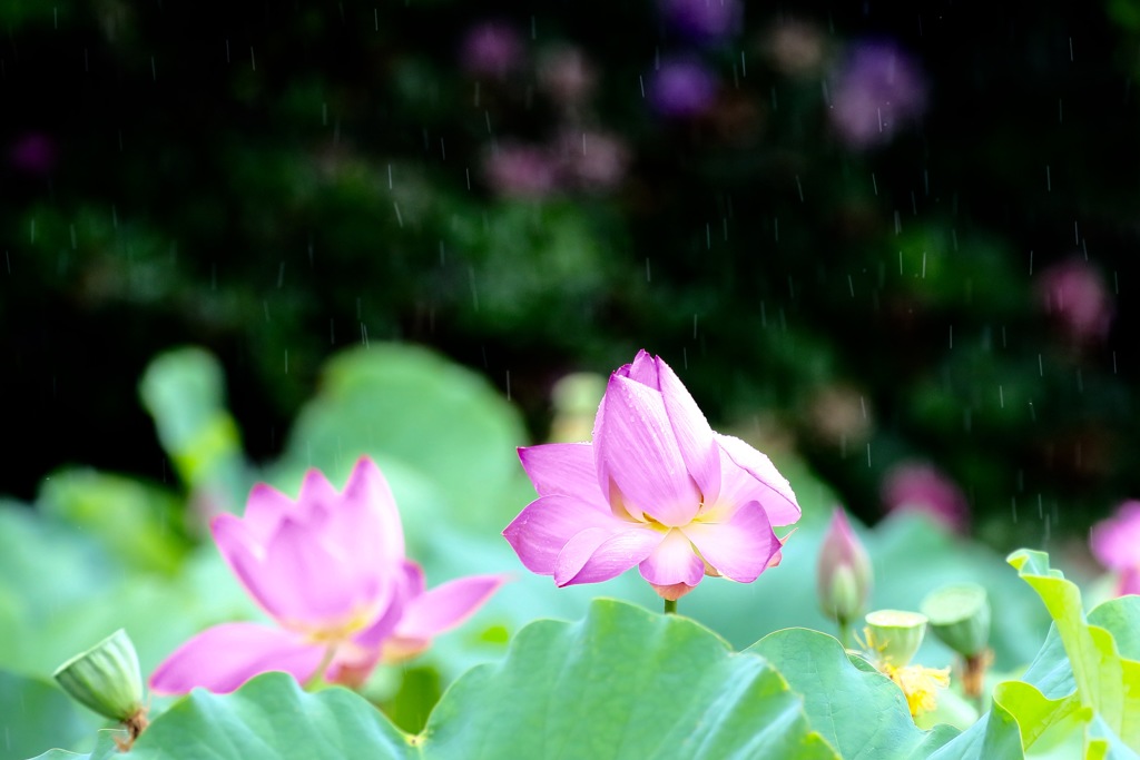 雨に降られて