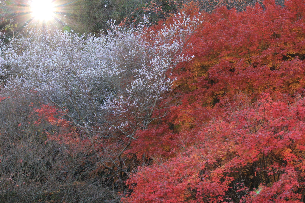 四季桜と紅葉