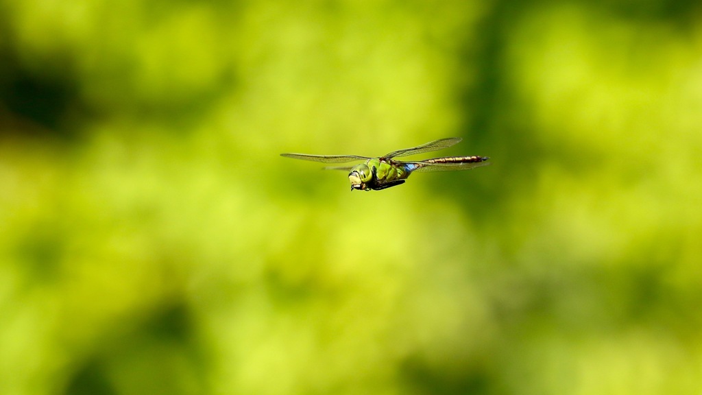 Green in Green