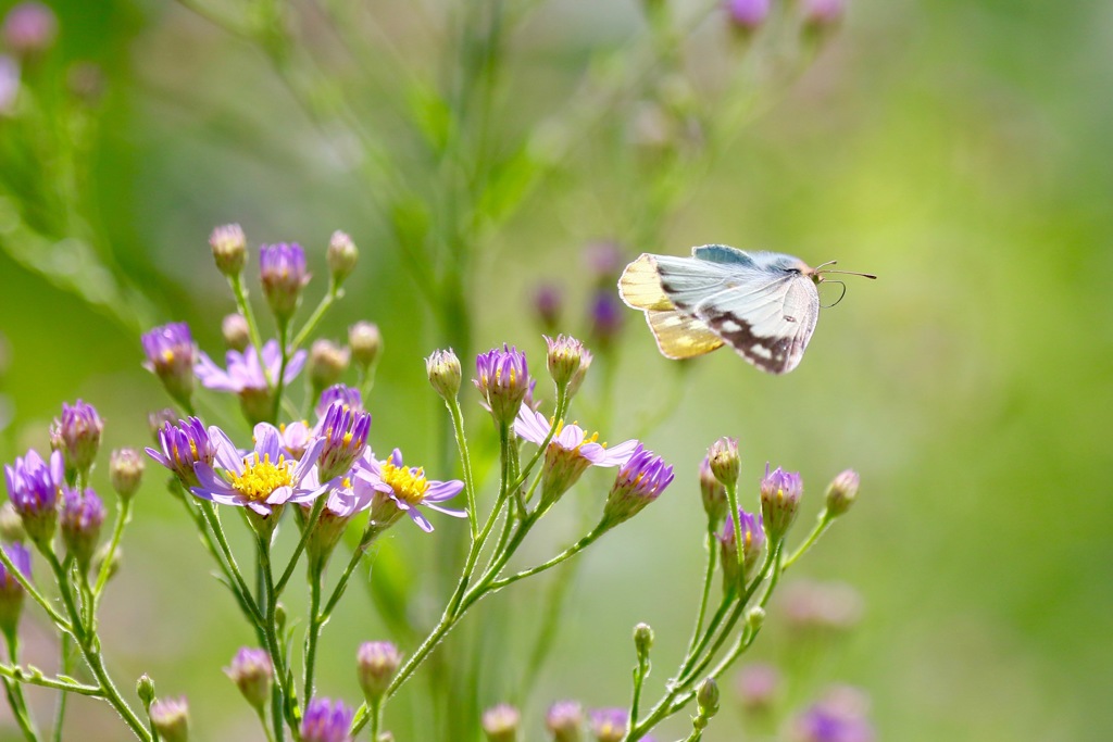 次の花へ飛ぶ モンキチョウ