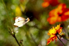 花へ飛ぶ モンシロチョウ