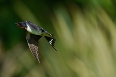 接近！ 飛ぶツバメ