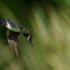 接近！ 飛ぶツバメ