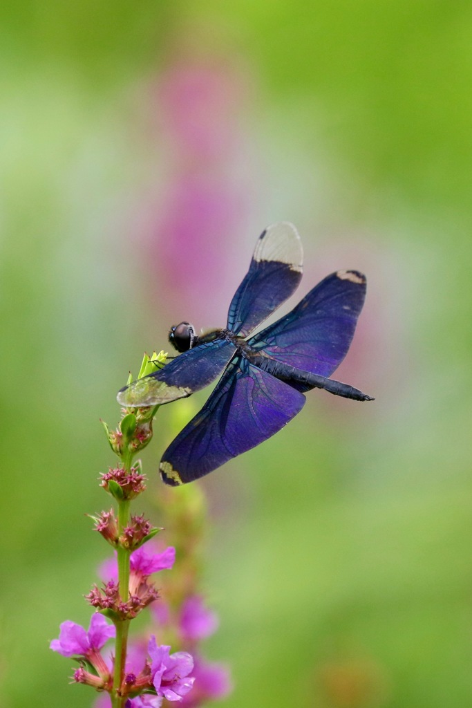 花にチョウトンボさん By Potei Id 写真共有サイト Photohito