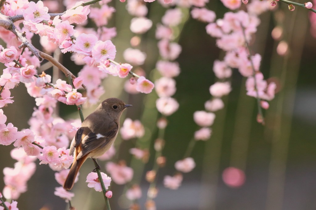 枝垂れ梅にジョウビタキ