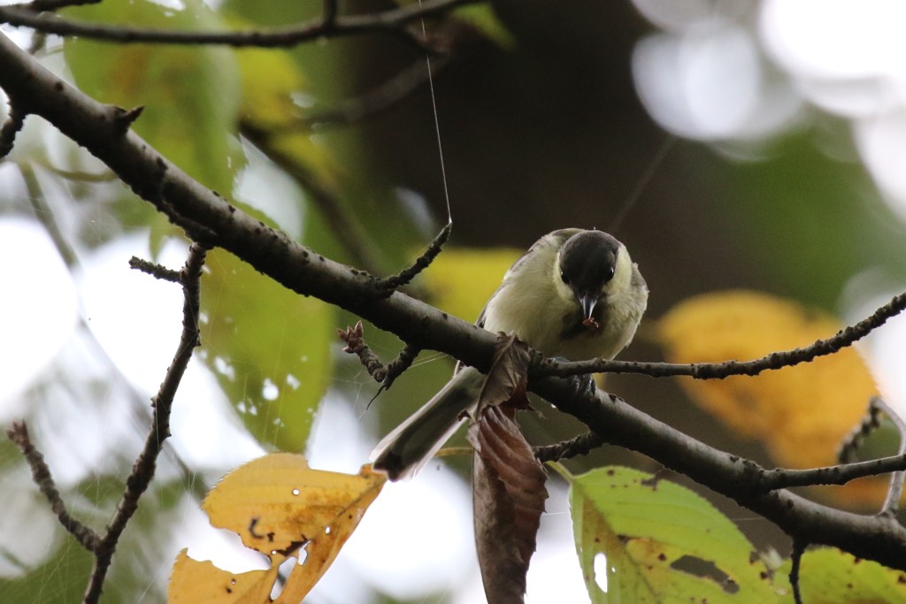 木の芽でランチタイム　　　シジュウカラの幼鳥
