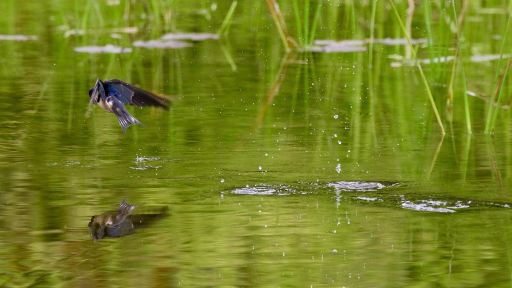 静かな水面に 波紋残して