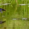 静かな水面に 波紋残して