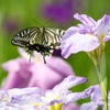 花菖蒲にフワリ　５