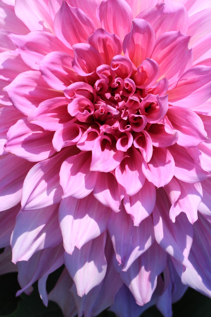 広がりゆく花色