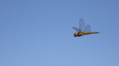 秋の青空に飛ぶ　　　ウスバキトンボ