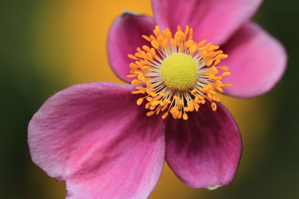 花火
