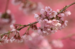 椿寒桜