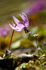 カタクリの花