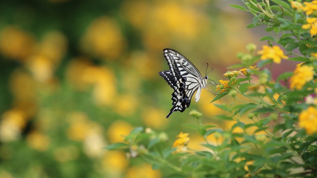 アゲハチョウ　in　YELLOW