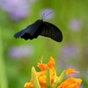 花にふわり ナガサキアゲハ １