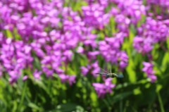初夏を感じて　ギンヤンマ