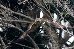 ノスリの飛び立ち