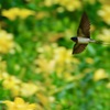 ユリ園を飛ぶ ツバメさん