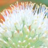 ネギの花