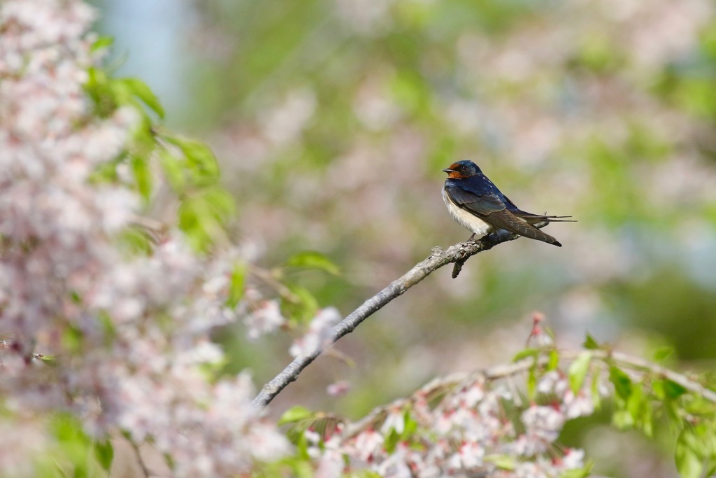 桜ツバメ　一休み