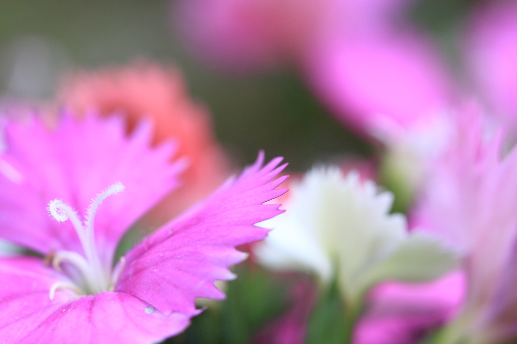 花の舞