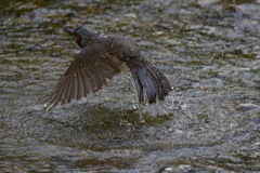 ヒヨドリの水浴び