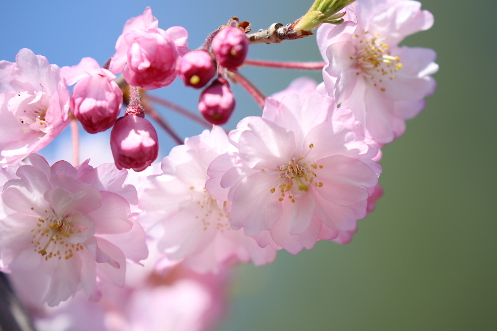 八重桜