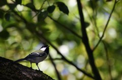 木漏れ日の小鳥