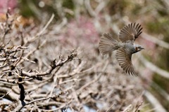 ヒヨ撮り１　若ヒヨの飛び立ち