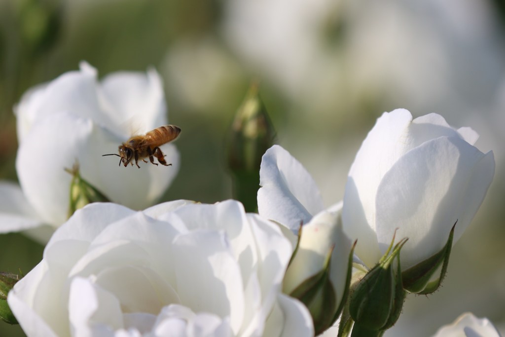 薔薇とミツバチ　２