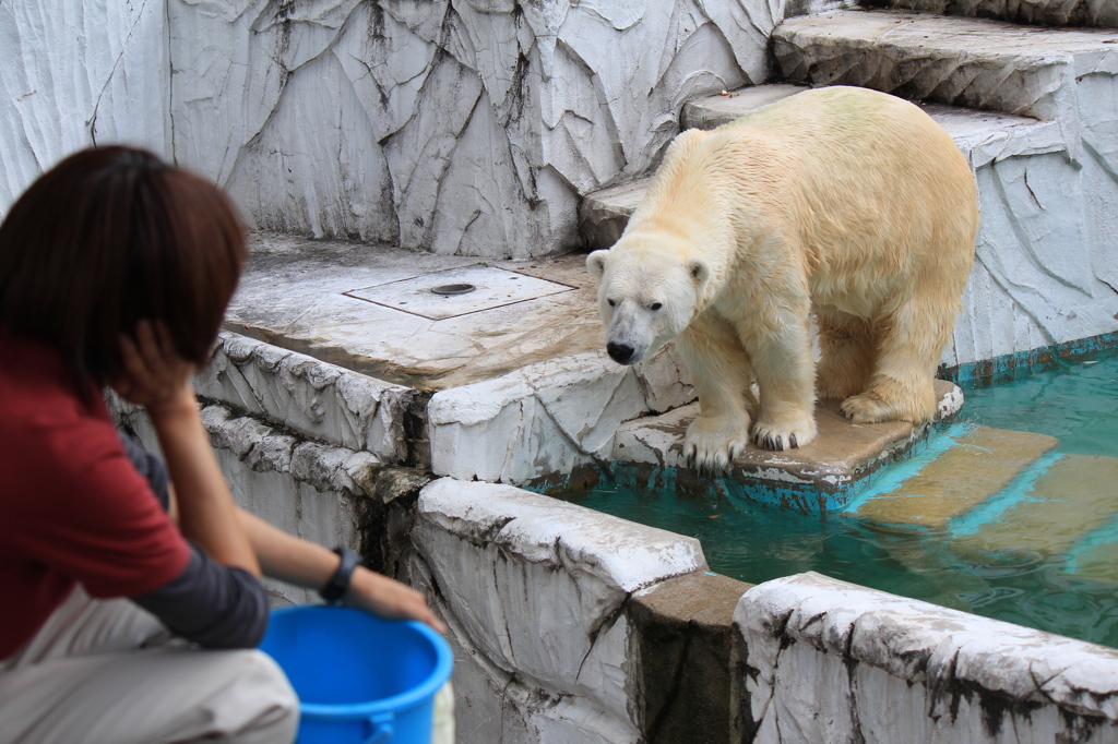 飼育員さんと白クマさん