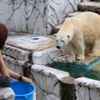 飼育員さんと白クマさん