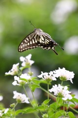 ふわり　　アゲハチョウ