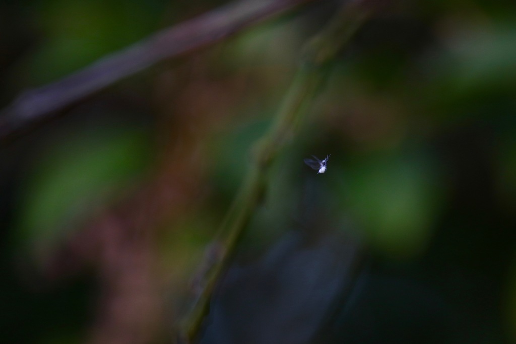 暗がりの宙に漂う雪虫