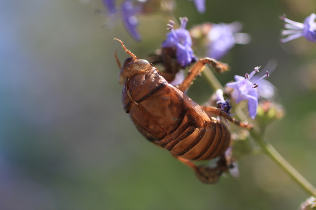 夏が来ましたね