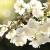 鬱金桜　（うこん桜）