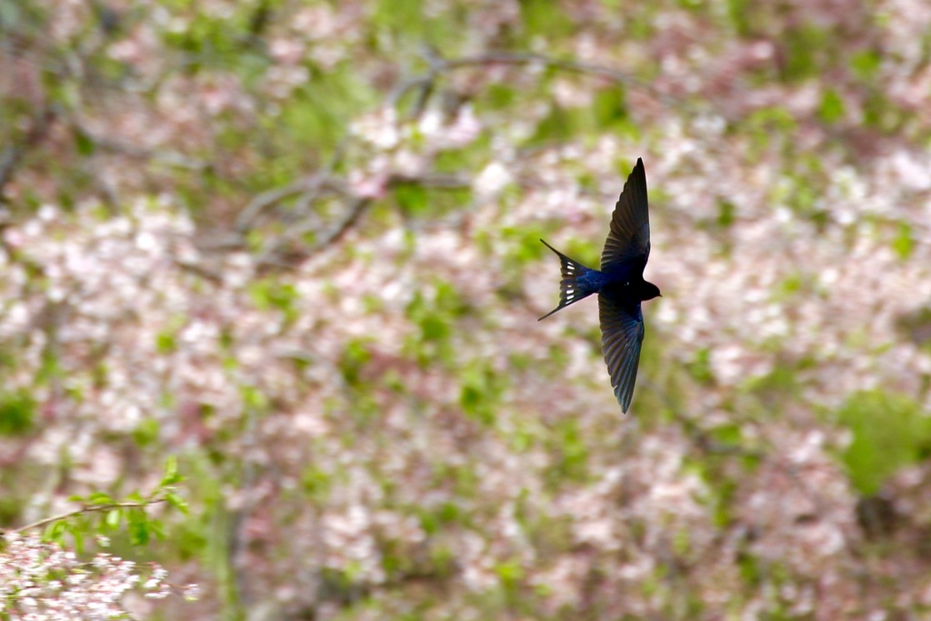 桜ツバメ　飛翔